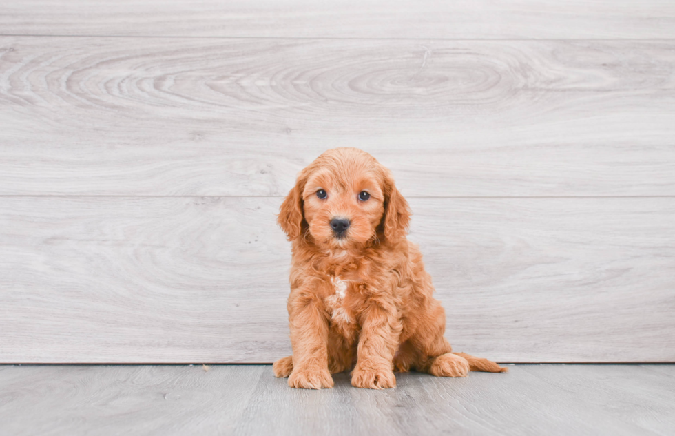 Happy Mini Goldendoodle Baby