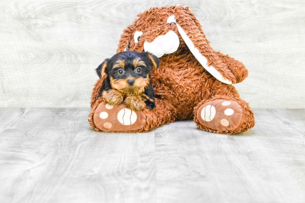 Meet Izzie - our Yorkshire Terrier Puppy Photo 