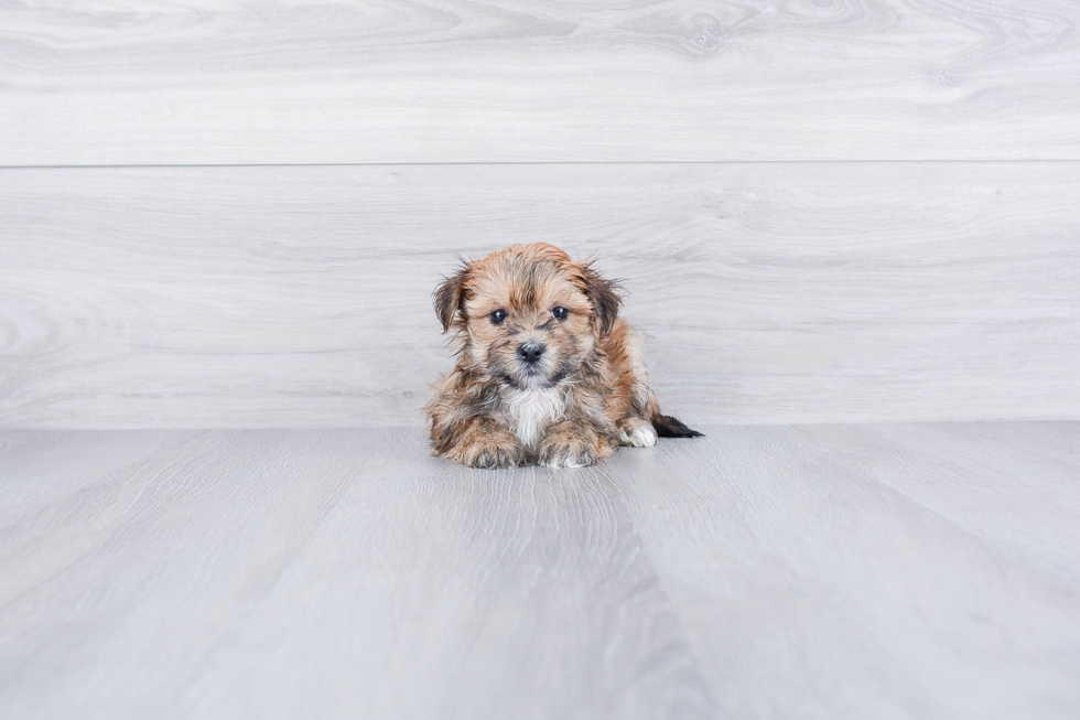 Morkie Puppy for Adoption