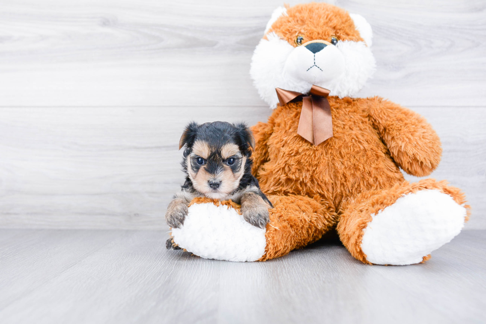 Small Morkie Baby