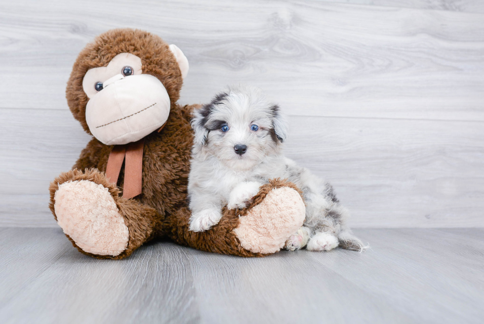 Petite Mini Aussiedoodle Poodle Mix Pup