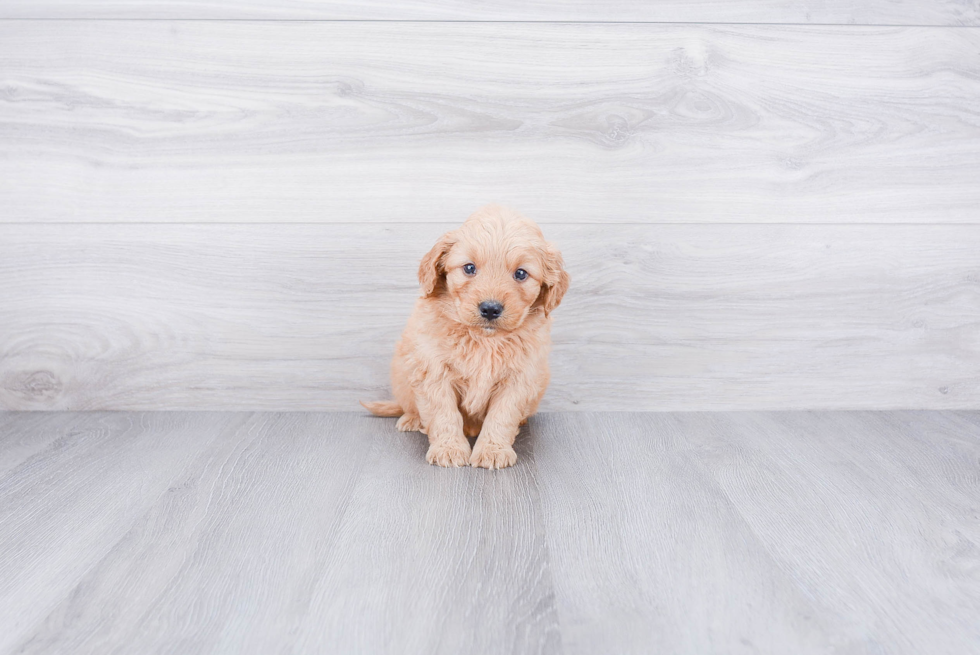 Mini Goldendoodle Pup Being Cute