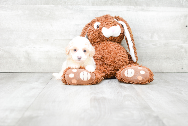 Fluffy Maltipoo Poodle Mix Pup