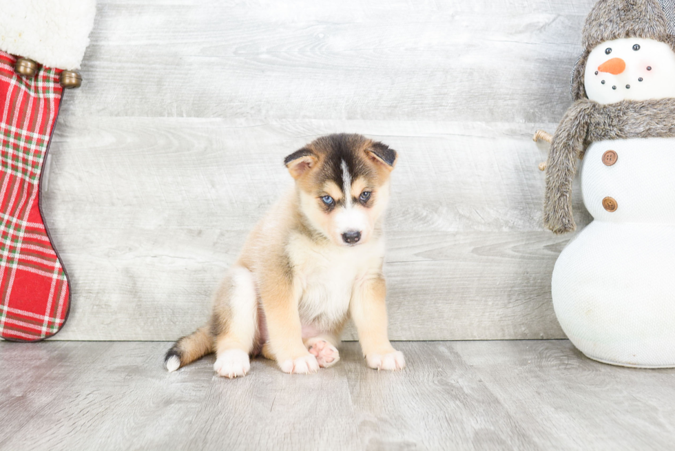 Pomsky Puppy for Adoption