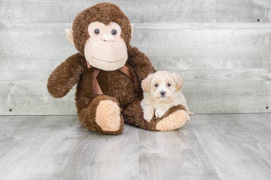 Friendly Maltipoo Baby