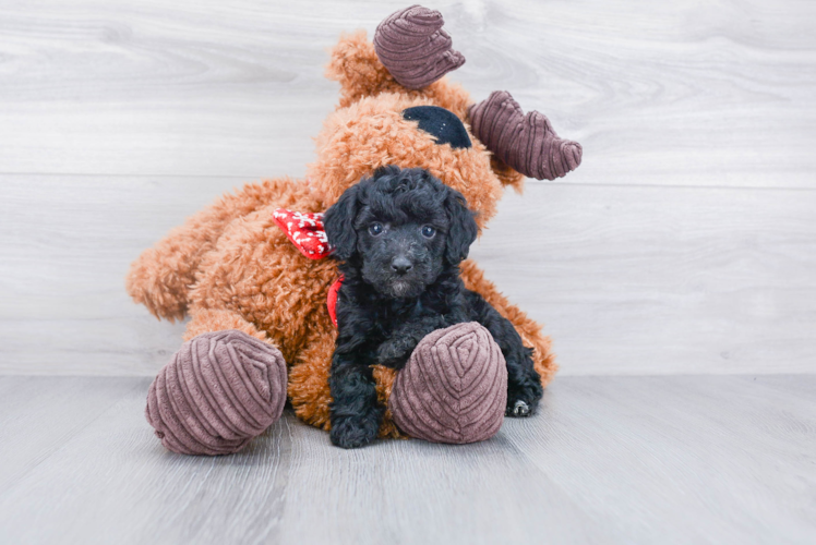 Poodle Puppy for Adoption