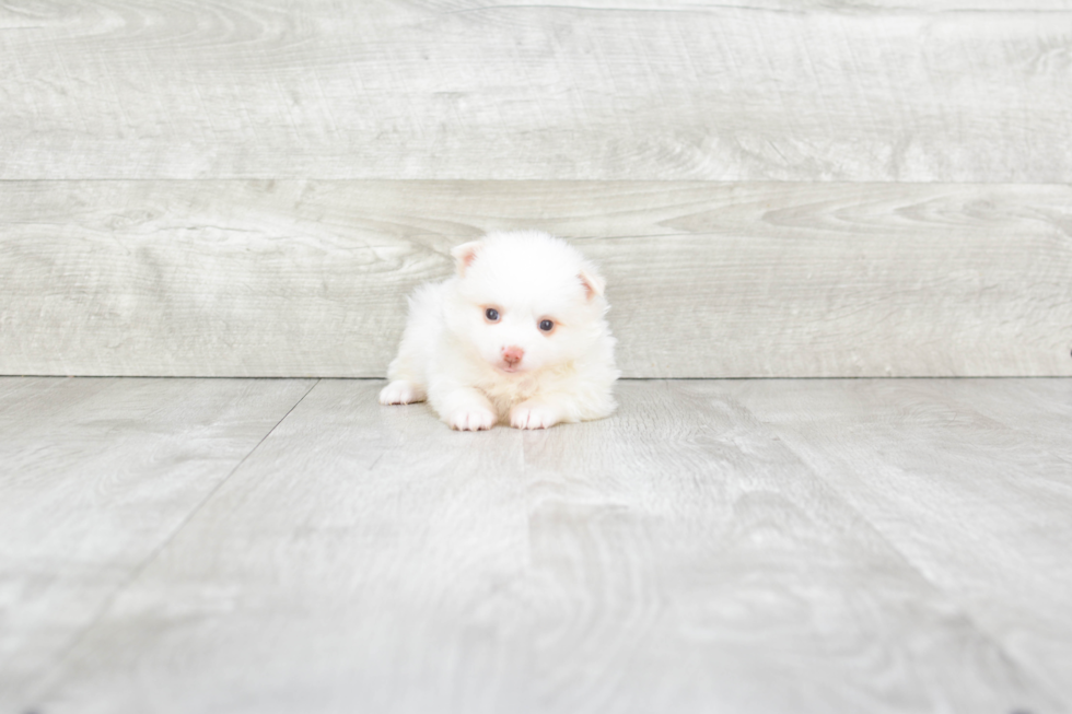 Pomeranian Pup Being Cute