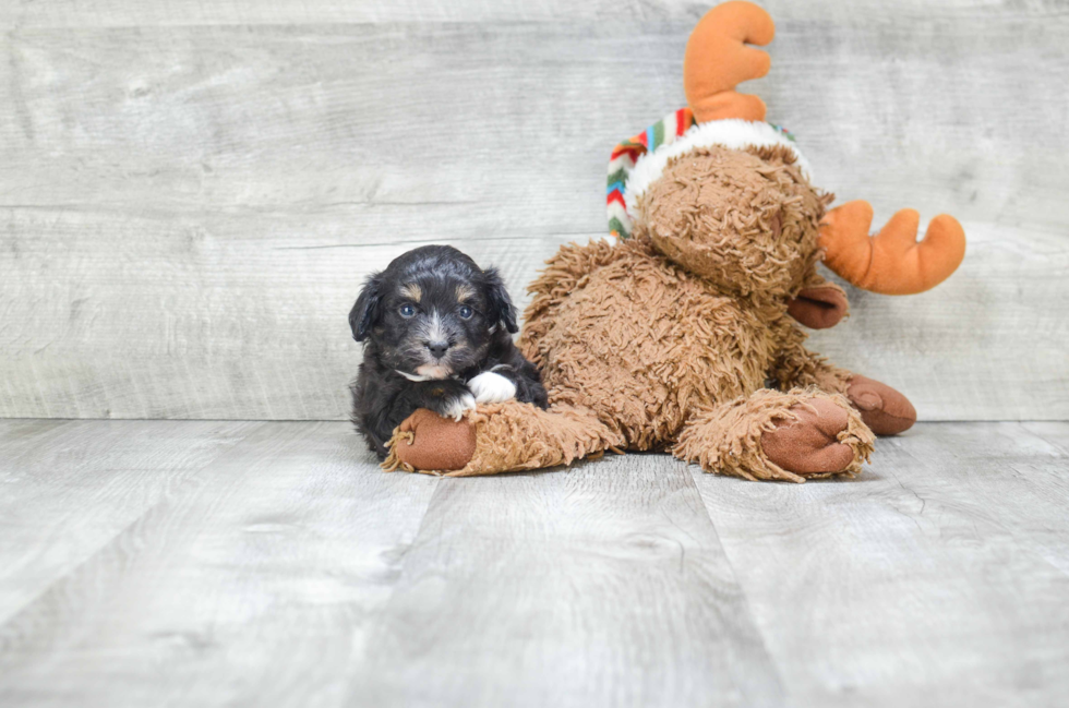 Mini Aussiedoodle Pup Being Cute