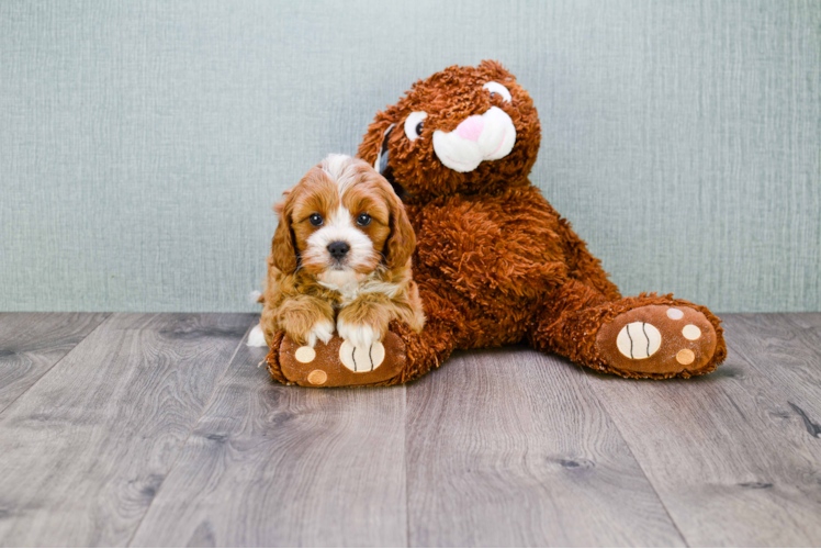 Best Cavapoo Baby