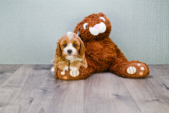 Best Cavapoo Baby