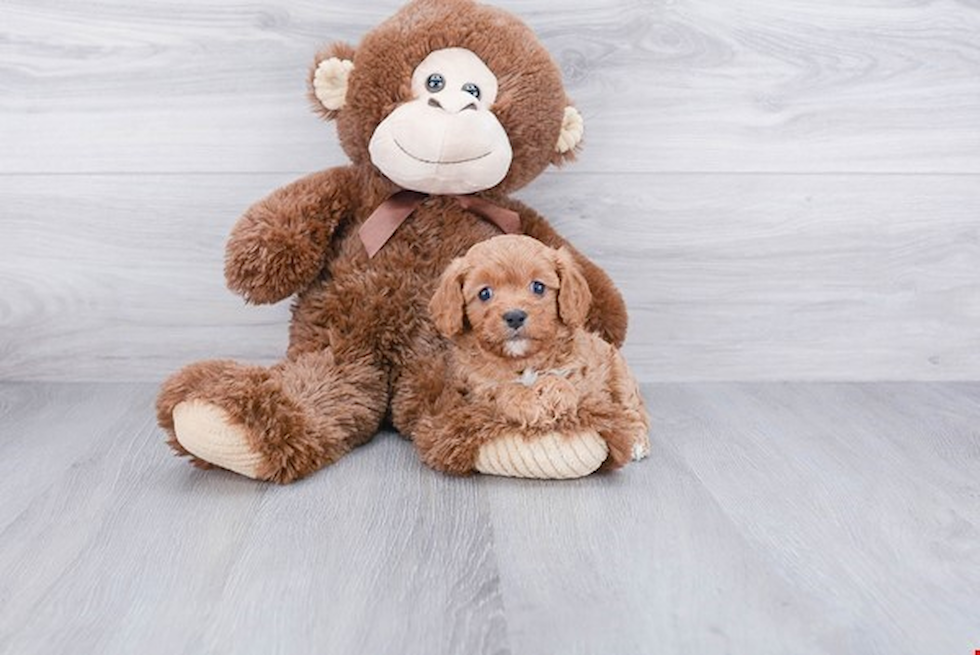 Best Cavapoo Baby