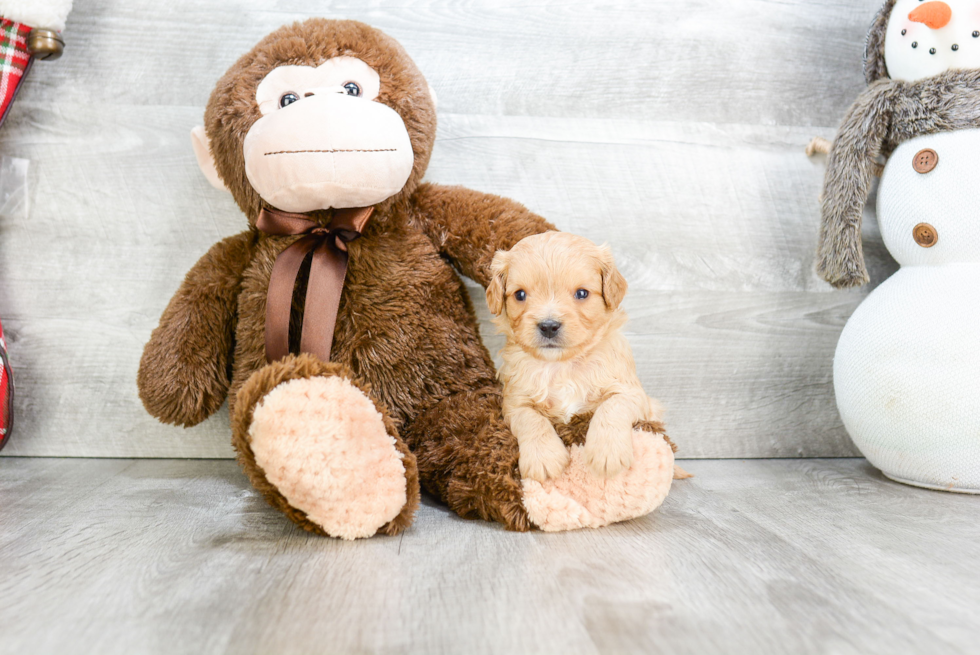 Little Cavoodle Poodle Mix Puppy