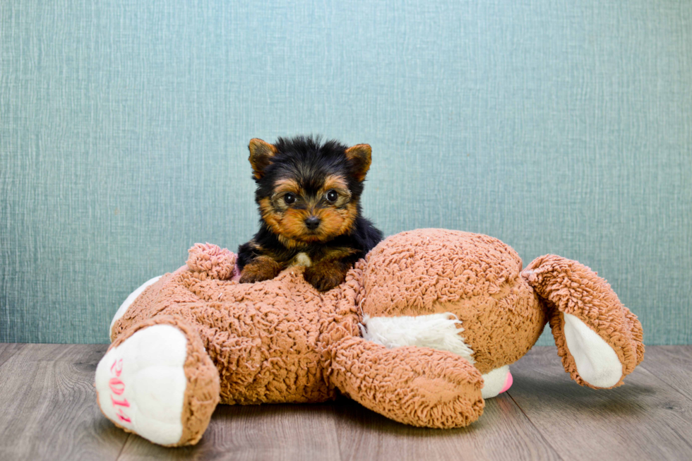 Meet Ronaldo - our Yorkshire Terrier Puppy Photo 