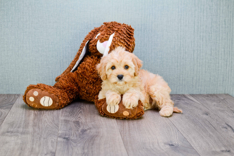 Cavapoo Pup Being Cute