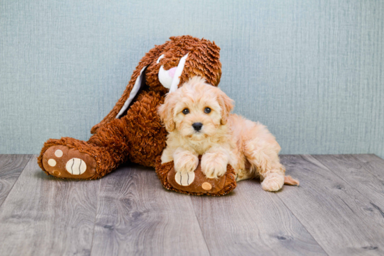 Cavapoo Pup Being Cute