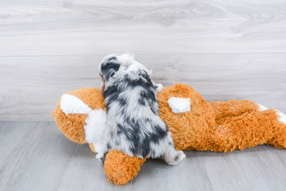 Petite Mini Aussiedoodle Poodle Mix Pup