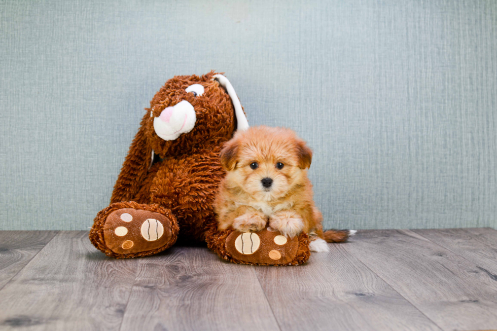 Morkie Pup Being Cute