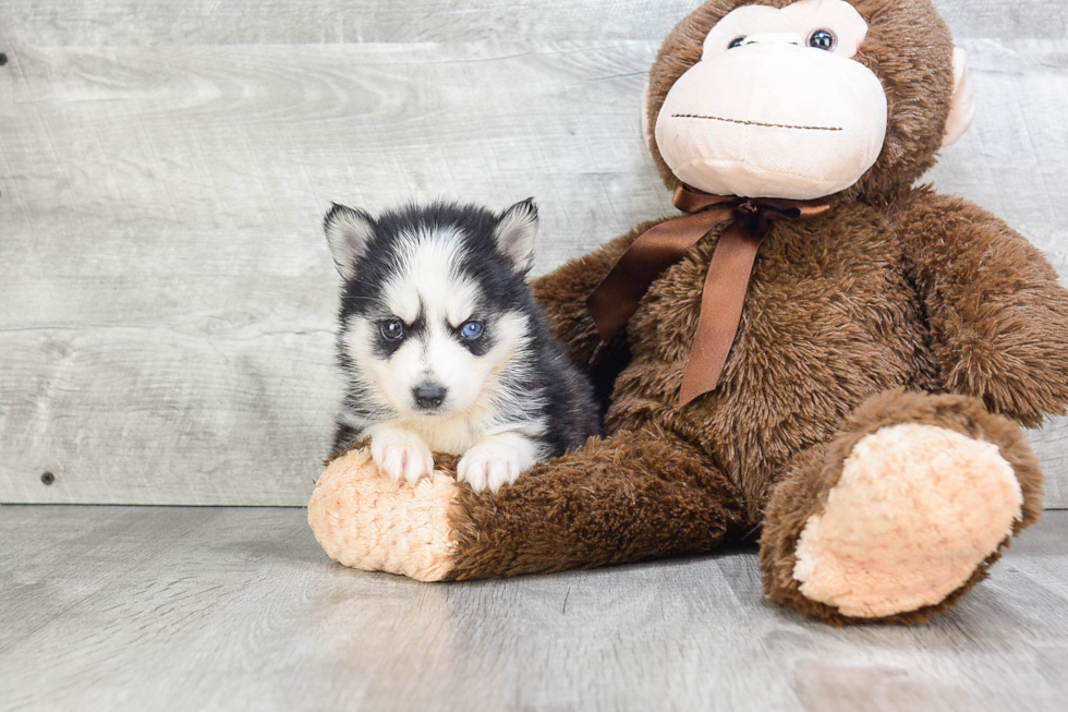 Pomsky Puppy for Adoption