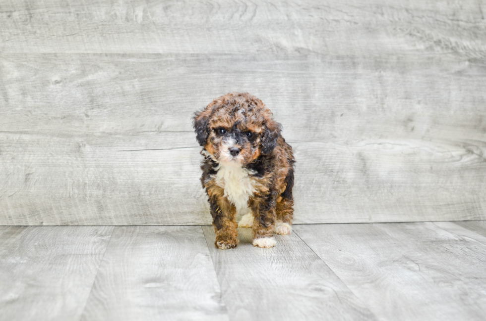 Mini Bernedoodle Puppy for Adoption