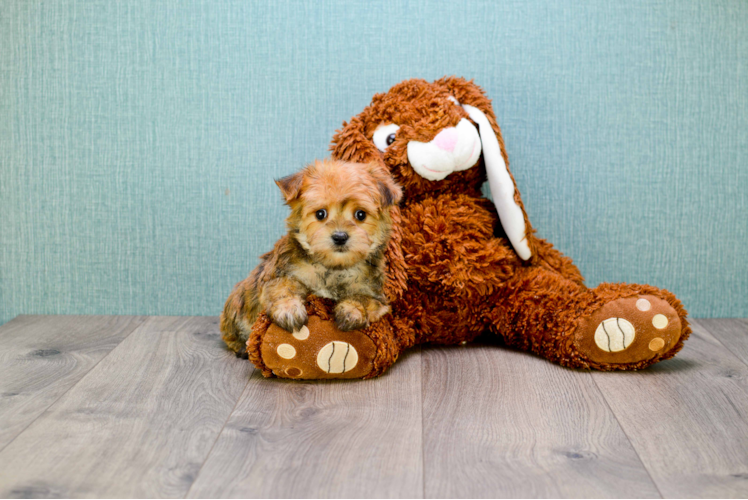 Morkie Pup Being Cute