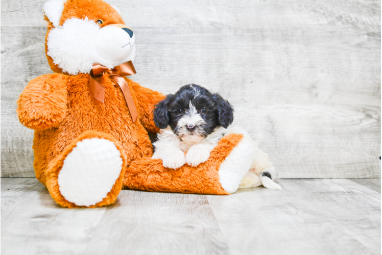 Mini Labradoodle Pup Being Cute