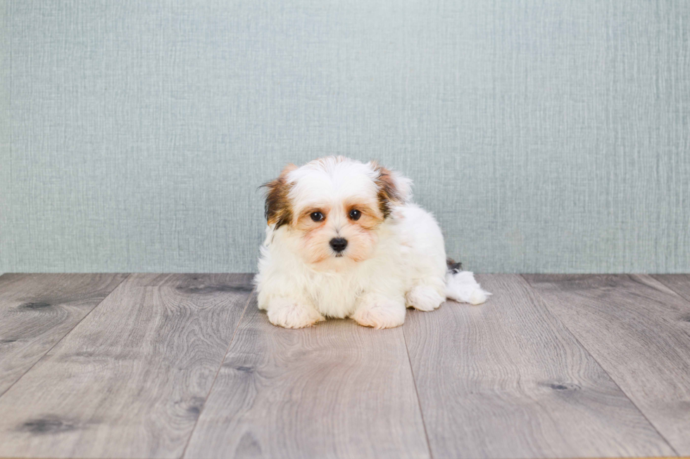 Happy Morkie Baby