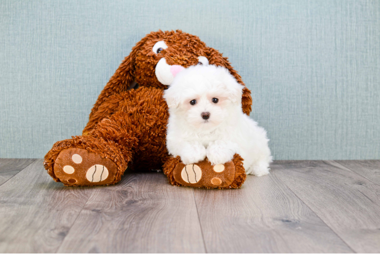 Friendly Maltese Baby