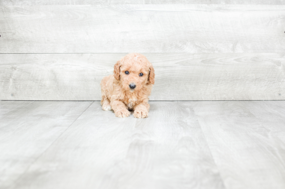 Mini Goldendoodle Puppy for Adoption