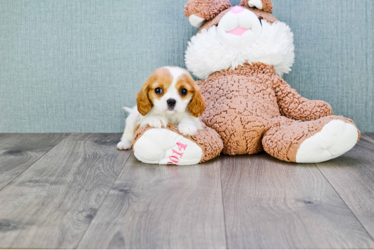 Cavalier King Charles Spaniel Pup Being Cute