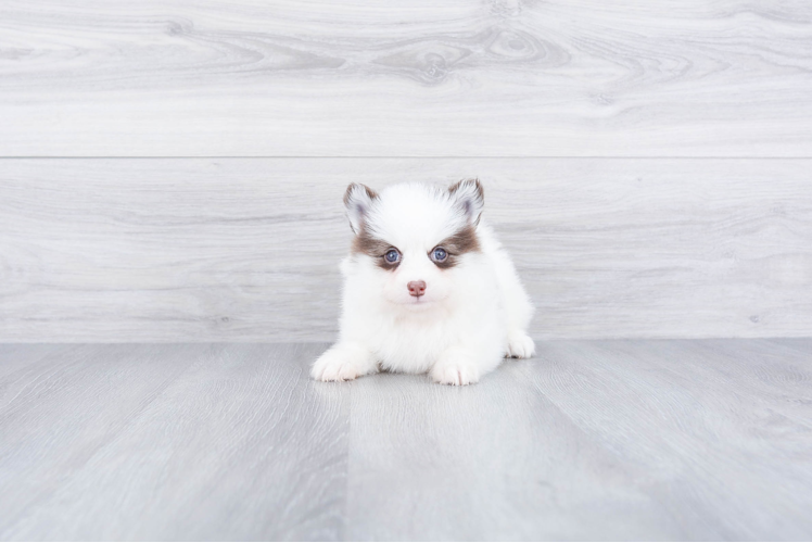 Cute Pomsky Baby