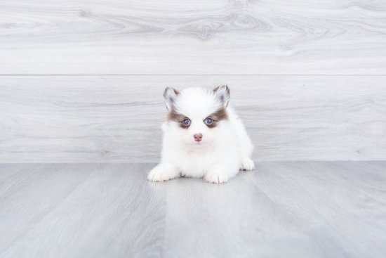 Cute Pomsky Baby