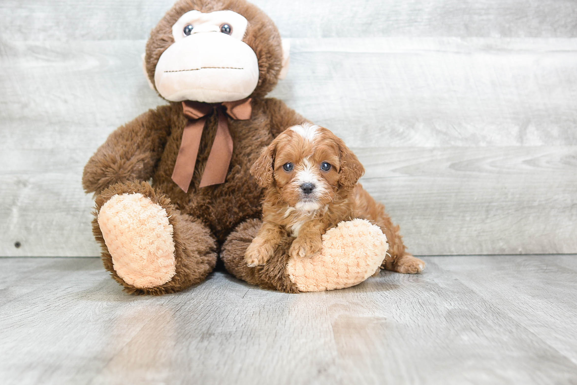 Cavapoo Pup Being Cute