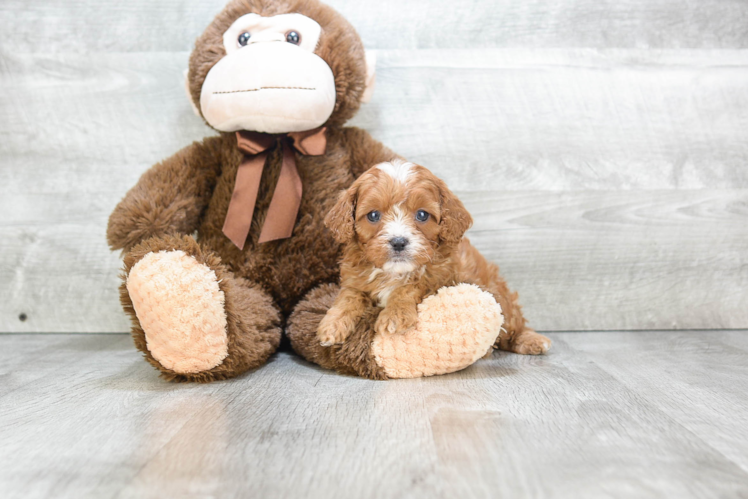 Cavapoo Pup Being Cute