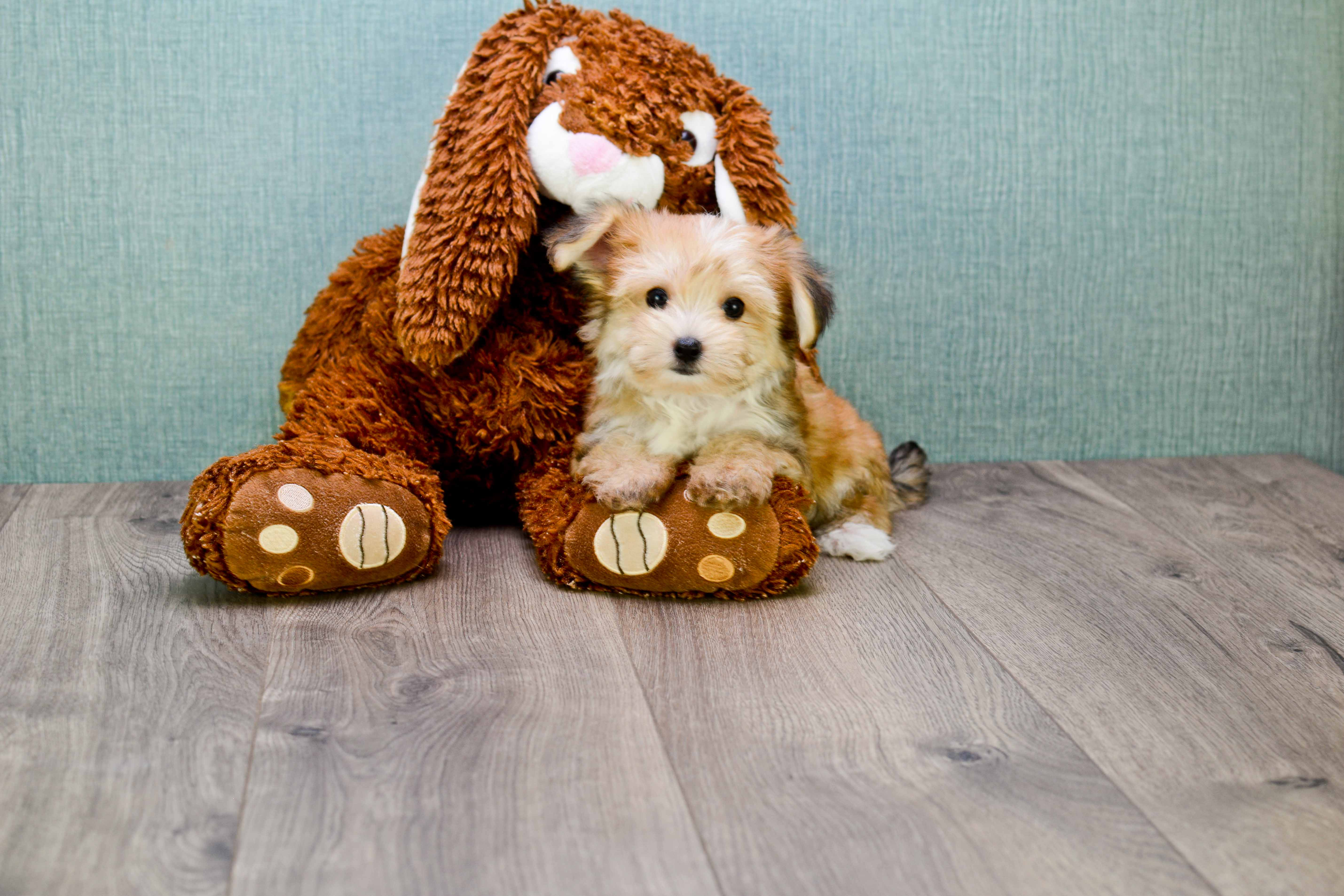 Little Yorkie Designer Puppy