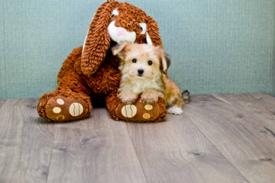 Little Yorkie Designer Puppy