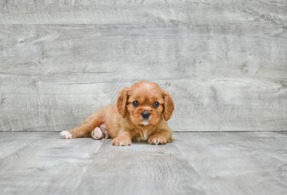 Best Cavalier King Charles Spaniel Baby