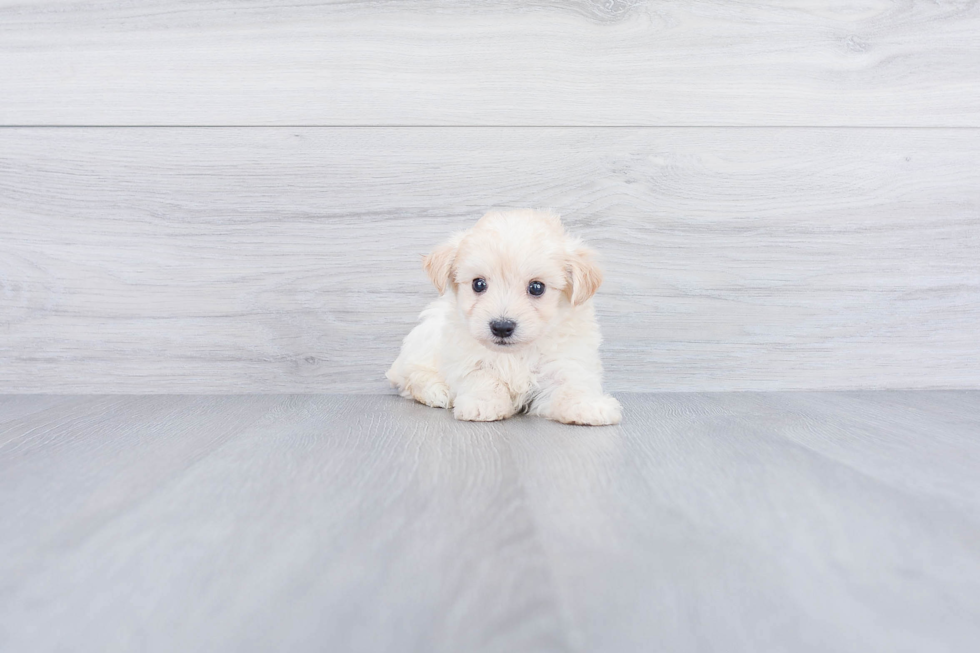 Best Maltipoo Baby