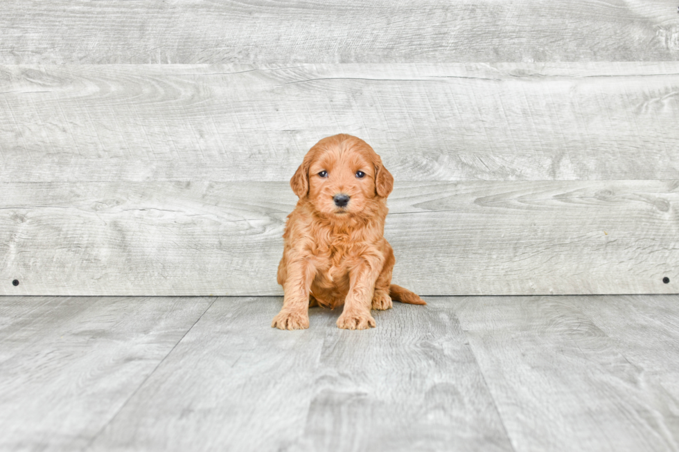 Popular Mini Goldendoodle Poodle Mix Pup