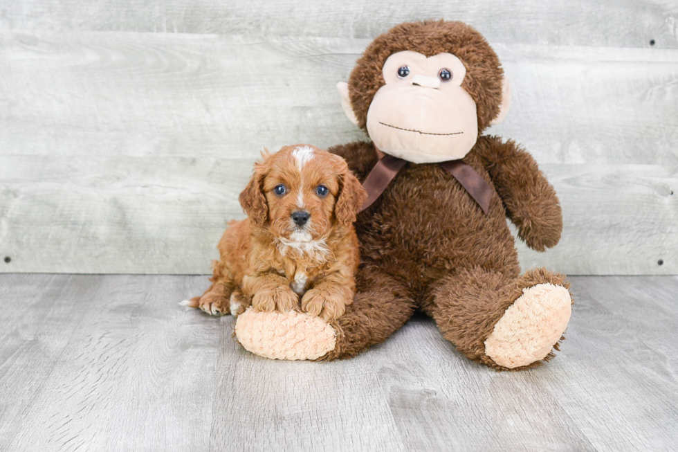 Sweet Cavapoo Baby