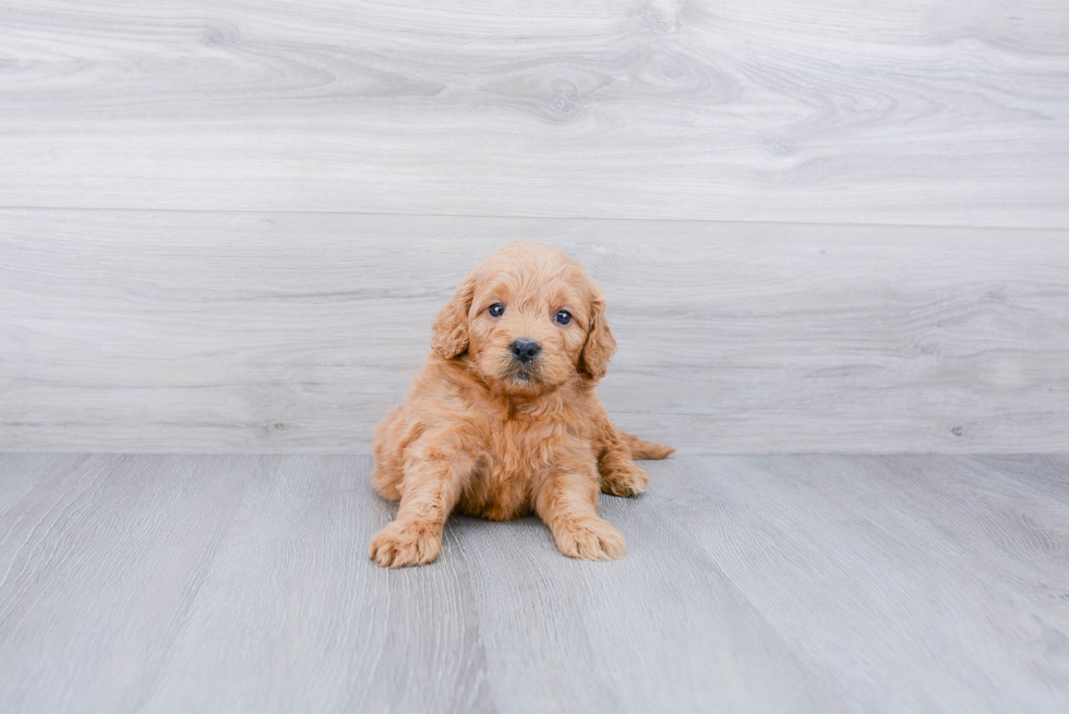 Mini Goldendoodle Pup Being Cute