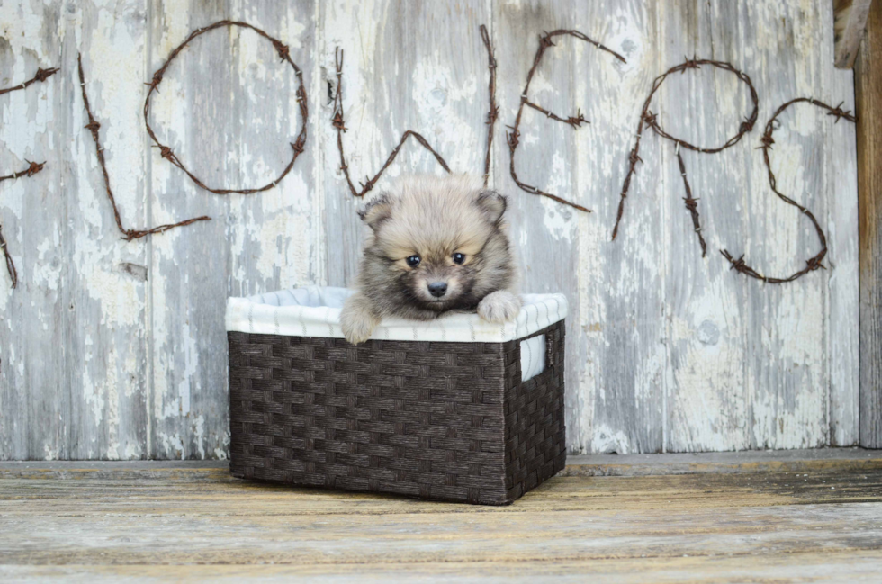 Playful Pomeranian Baby