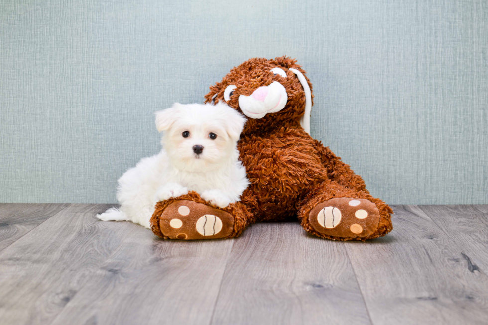 Maltipoo Pup Being Cute