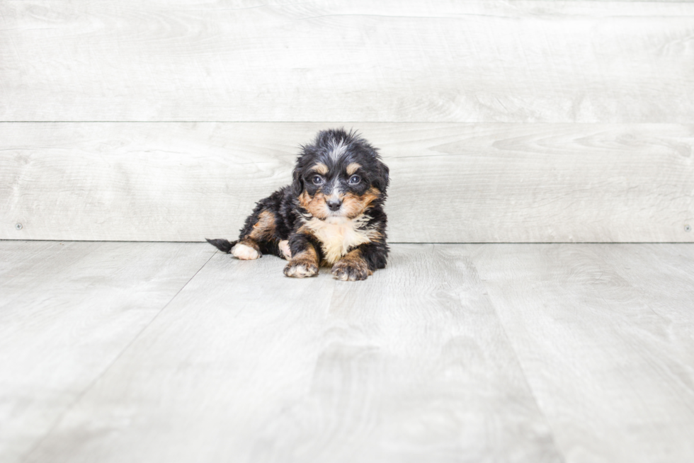 Mini Bernedoodle Pup Being Cute