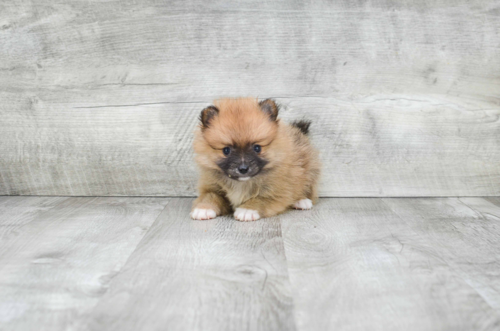 Best Pomeranian Baby