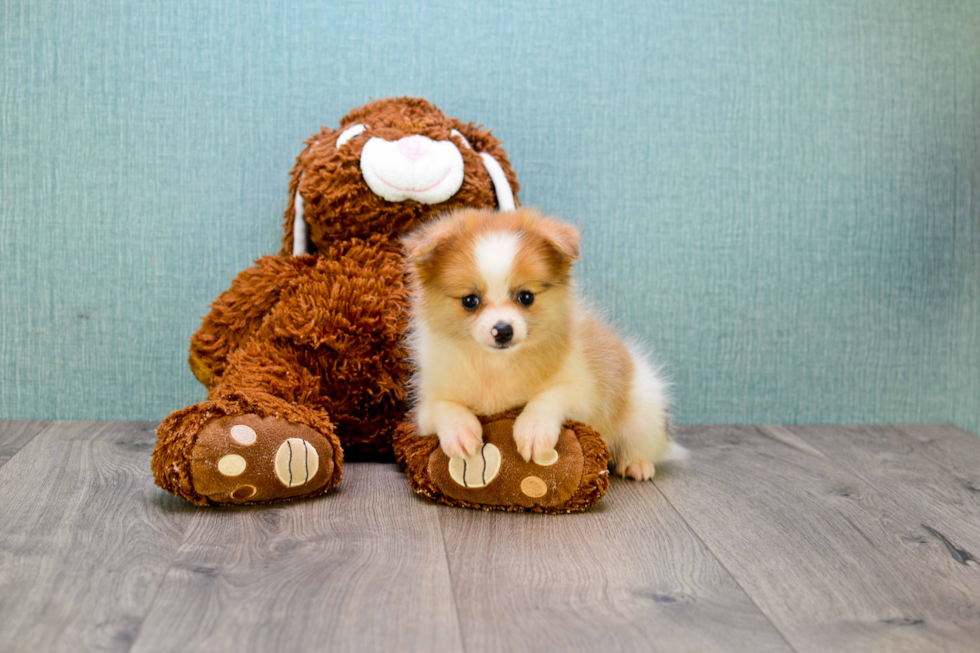 Energetic Pomeranian Purebred Puppy