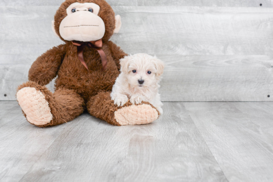 Happy Maltipoo Baby