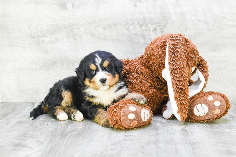 Mini Bernedoodle Pup Being Cute