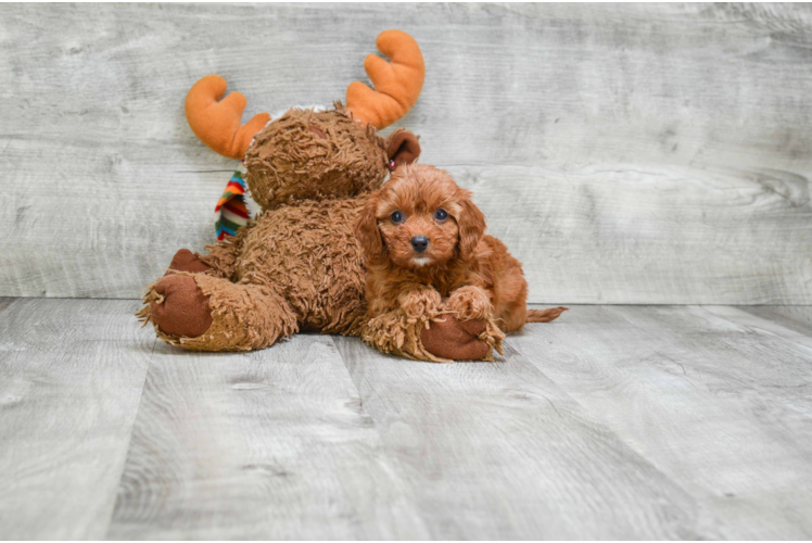 Funny Cavapoo Poodle Mix Pup