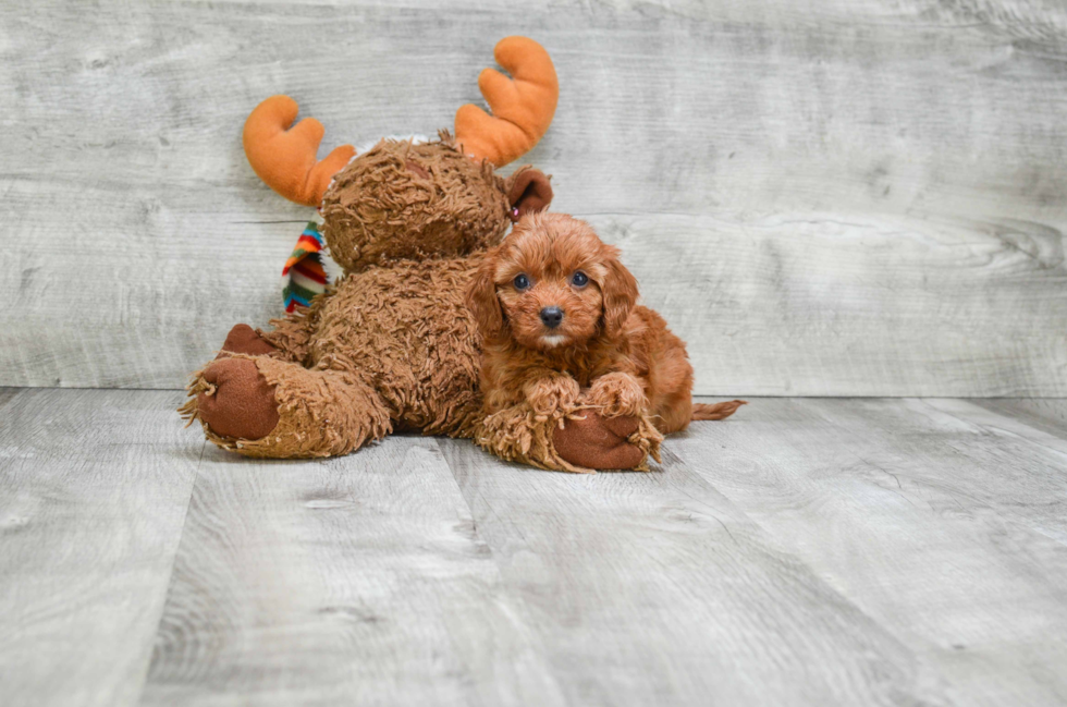 Funny Cavapoo Poodle Mix Pup