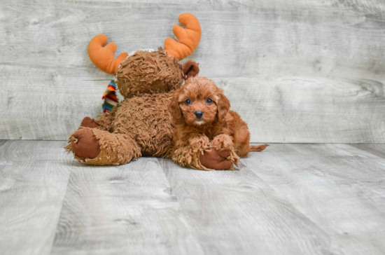 Funny Cavapoo Poodle Mix Pup